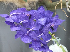 orchidsNL (1)